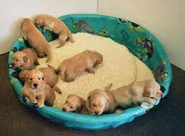 How To Help A Dog Whelp Or Deliver Puppies - Pethelpful