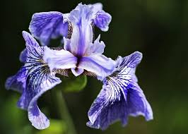 As soon as bearded irises are done blooming, remove the spent flowers. Irises How To Plant Grow And Care For Iris Flowers The Old Farmer S Almanac
