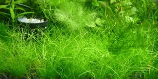 Amazon.Com : Aquarium Grass Plant Seeds Water Grasses Random Dwarf Aquatic  Plant Grass Seeds Indoor Plant Seeds Oxygenating Weed Live Pond Plant Seeds,Fish  Aquatic Decor-Mini : Patio, Lawn & Garden