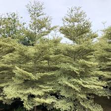 Image result for Terminalia neotaliala