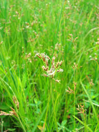 Image result for Fimbristylis complanata