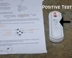 Check spelling or type a new query. Meet Finley A Heartworm Positive 11 Month Old Border Collie Mix In Sault Ste Marie On Sault Ste Marie Animal Clinic