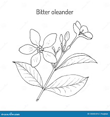 Image result for Holarrhena