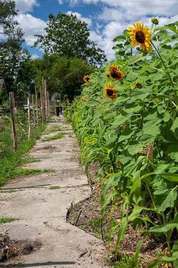 Corn Wall on Cornwall Project Keeps Growing — Morningside Detroit