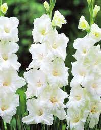 Spring Bulbs Gladiolus Gladiolus Flower Gladiolus Spring Bulbs