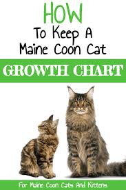I was just drawing lynxes and trying to size them correctly. How To Keep A Maine Coon Growth Chart Maine Coon Guide