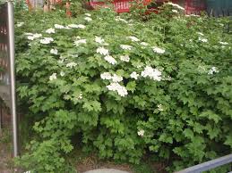 American cranberrybush description wentworth highbush cranberry features showy white lacecap flowers held atop the branches in late spring. Viburnum Opulus Cranberry Bush Viburnum European Cranberry European Cranberrybush Viburnum Guelder Rose North Carolina Extension Gardener Plant Toolbox