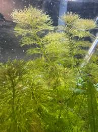 Image result for Limnophila
