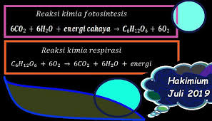 Maybe you would like to learn more about one of these? Apakah Rumus Reaksi Kimia Fotosintetis Dan Respirasi Brainly Co Id