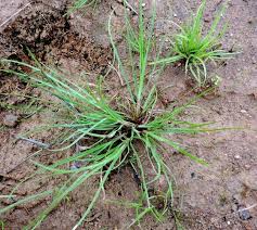 Image result for Pycreus macrostachyus