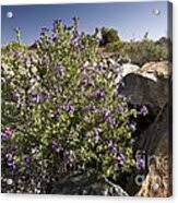 Image result for Jamesbrittenia micrantha