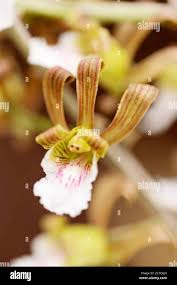 Image result for Eulophia flavopurpurea