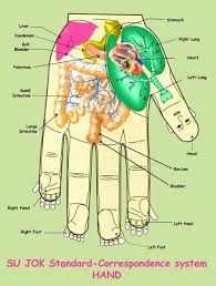 Su Jok Hand Reflexology Reflexology Hand Health