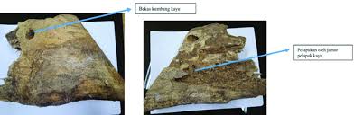 Image result for Pavetta sp. B