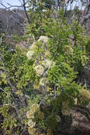 Image result for Nuxia congesta