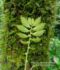 Image result for Elatostema monticola