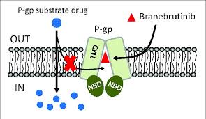 Image result for P-Glycoprotein