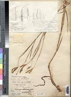 Image result for Andropogon canaliculatus