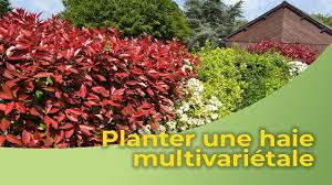 Check spelling or type a new query. Planter Une Haie Multi Varietale Youtube