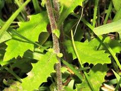 Image result for Crassocephalum picridifolium