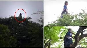 Video Makhluk Nyanyi Atas Pokok Rupanya Bukan Hantu Ini Cerita Sebenar With Images