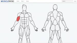 In common usage, the arm extends through the hand. This Cool Website Tells You Exactly How To Work Any Muscle