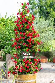 Image result for mandevilla obrázek