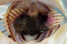 A mole will carefully remove soil and dirt from the dugout worms before ingesting or storing them to consume later. This Crazy Photo Of A Mole Eating Bass Is Real Wtf Earth Touch News