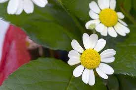 The Ultimate Guide To The Calories In Tea Livestrong Com Chamomile Tea Benefits Essential Oils For Rosacea Essential Oils
