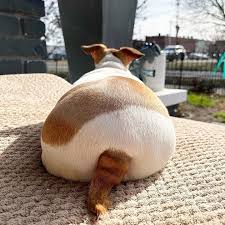 Image result for chihuahua big obesity