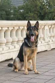 The german shepherd was created with the very specific idea that they would be wonderful workings dogs, and smarts were. German Shepherd Dog Puppy For Sale In Burlington Ct Adn 37300 On Puppyfinder Com Gender Male Age 5 Years 5 M German Shepherd Dogs Dogs And Puppies Puppies