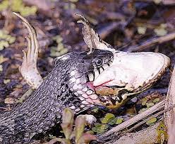 Sambutan hari tenggiling sedunia, world pangolin day disambut pada hari sabtu ketiga bulan februari setiap tahun oleh national geography sejak tahun 2012 bertujuan untuk kempen kesedaran awam bagi pemuliharaan haiwan liar yang sedang diancam kepupusan ini. Sudah Biasa Keterangan Dan Gambar Sifat 2021