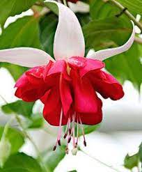 Hanging Fuchsia Seventh Heaven Lovely Fuchsia Flower Amazingflowersandgardens Amazingflowers Amazinggarden Fuchsia Flowers Fuchsia Garden Fuchsia Flower