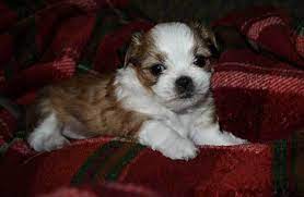 They can be small or medium in size, need plenty of exercise, and make pitbull chihuahua mix is a cross of chihuahua and pitbull which is also known as pihuahua or chipit. All About The Adorable Shih Tzu Chihuahua Mix Shichi