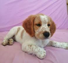 L'epagneul breton est résistant, ardent, pugnace, infatigable, il peut chasser sur tous les terrains. Welpenwachstumstabelle Rubie Bretonischer Spaniel Weiblich