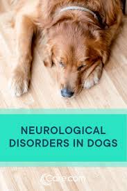 Neurological Disorders In Dogs Signs Diagnosis And Treatments Neurological Disorders Heat Stroke In Dogs Dogs