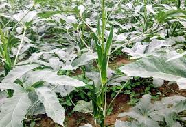 This is a very healthy process used in gardening to keep the plants healthy and big. How To Grow Okra Plant Growing Okra In A Pot Lady Finger Vegetable Planting