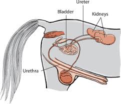 The Urinary System Of Horses Horse Owners Merck Veterinary Manual In 2020 Horse Anatomy Horse Health Equine Veterinary
