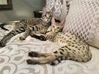 Savannah Cat for Sale | Savannah Kittens Available ...