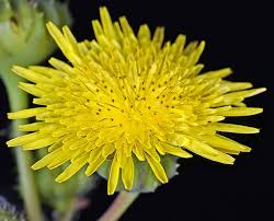 Image result for Sonchus schweinfurthii