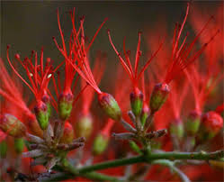 Image result for Combretum microphyllum