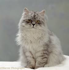 Wp15527 Chinchilla Persian Cat Cosmos Persiancattbreeds Tops Cat Breeds At Catsincare Com Guzel Kediler Kediler Ve Yavrulari Ve Sevimli Kediler