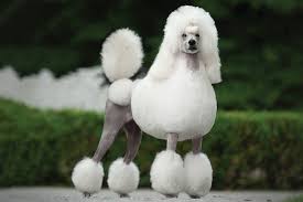Image result for poodle