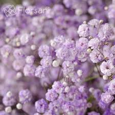 Here are some different varieties of. Tinted Baby S Breath In Bulk Wholesale Flowers Online