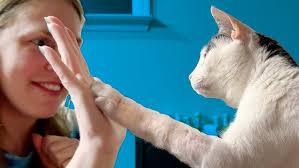 Stephen's spring body?