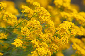 Vivid color is accented with silvery, tight foliage. 18 Varieties Of Yellow Flowering Plants