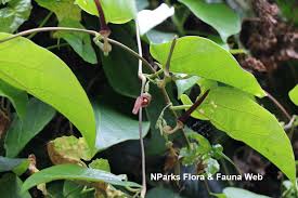 Image result for Aristolochia triactina