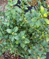 Image result for Buxus