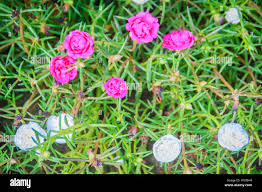 Image result for Portulaca oleracea