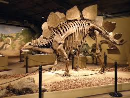 We did not find results for: Dinosaur Museum Near Me